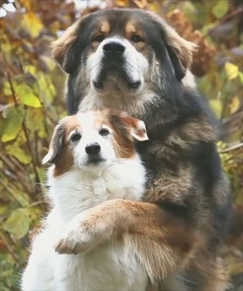 ハグする大型犬