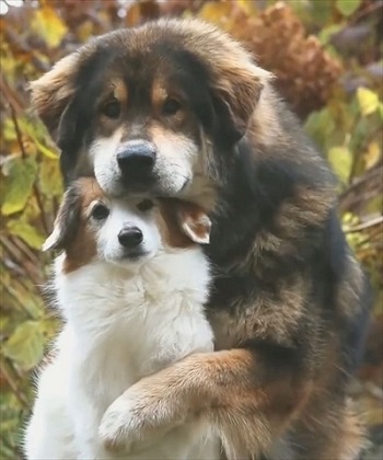 ハグする大型犬
