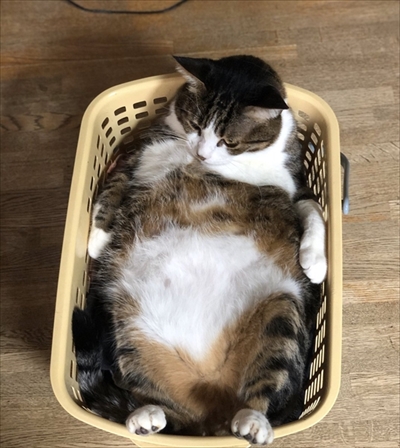 モフモフの猫ちゃん