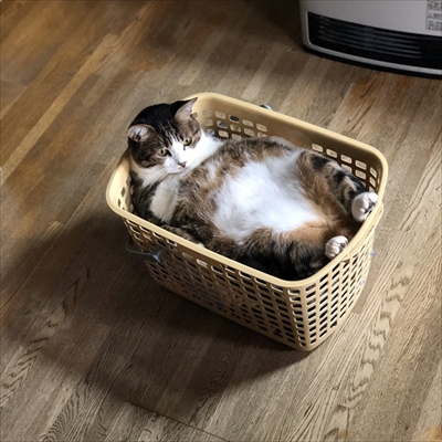 モフモフの猫ちゃん