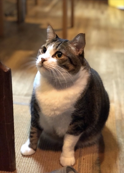 モフモフの猫ちゃん