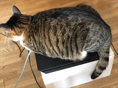 モフモフの猫ちゃん