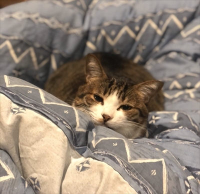 モフモフの猫ちゃん