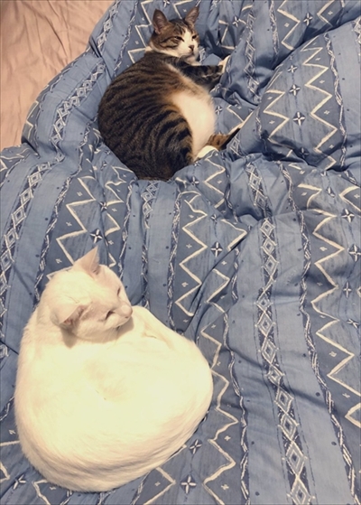 モフモフの猫ちゃん