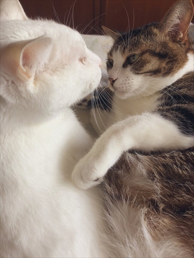 モフモフの猫ちゃん