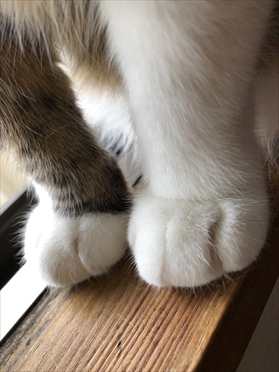 モフモフの猫ちゃん