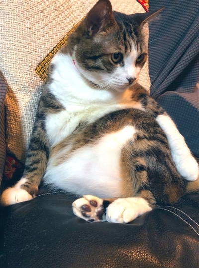 モフモフの猫ちゃん