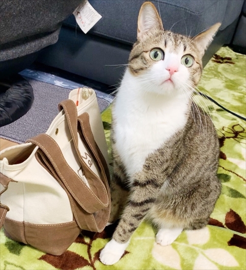 猫のすずめちゃん