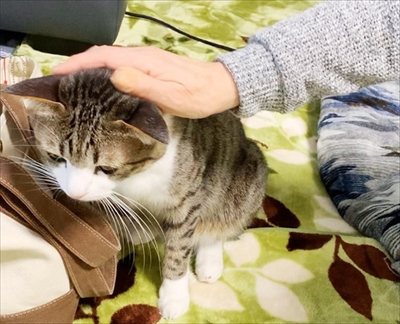 猫のすずめちゃん