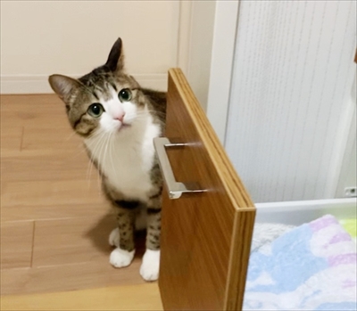 猫のすずめちゃん