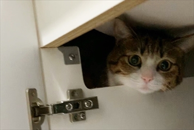 猫のすずめちゃん