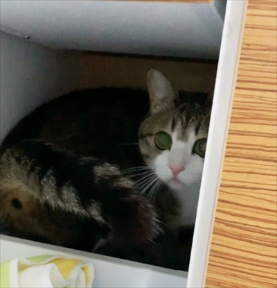 猫のすずめちゃん