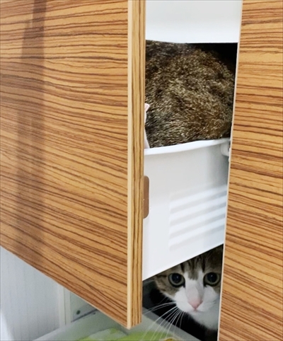 猫のすずめちゃん