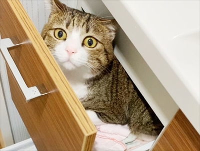 猫のすずめちゃん