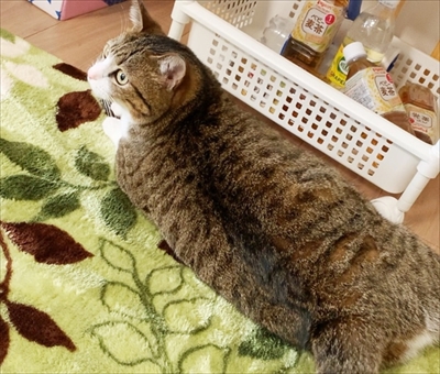 猫のすずめちゃん