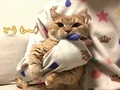 「離したくないにゃー！」　飼い主さんの腕をがっしりホールド　マンチカン「プリン」ちゃんの遊んでアピールがかわいい