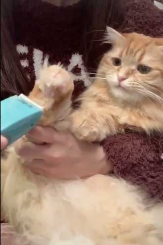 猫 ちくわ ちゅ〜る おやつ ハミ毛カット 爪切り 頑張る お利口さん