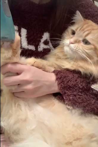 猫 ちくわ ちゅ〜る おやつ ハミ毛カット 爪切り 頑張る お利口さん