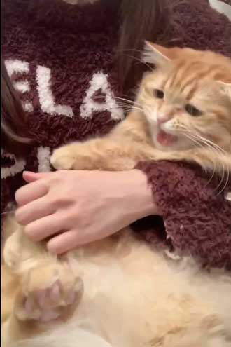 猫 ちくわ ちゅ〜る おやつ ハミ毛カット 爪切り 頑張る お利口さん