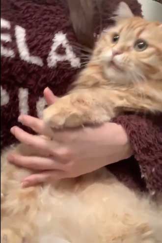 猫 ちくわ ちゅ〜る おやつ ハミ毛カット 爪切り 頑張る お利口さん