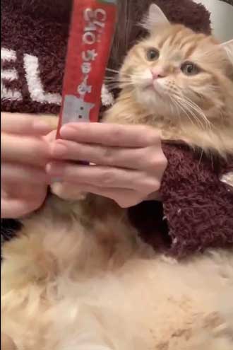 猫 ちくわ ちゅ〜る おやつ ハミ毛カット 爪切り 頑張る お利口さん