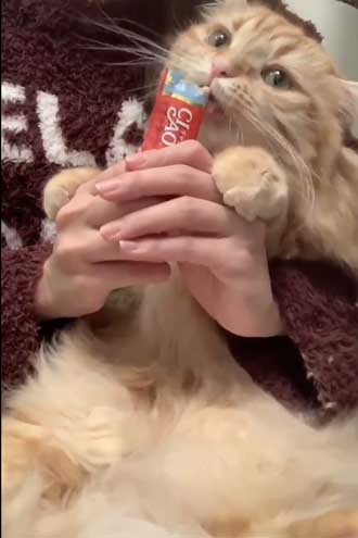 猫 ちくわ ちゅ〜る おやつ ハミ毛カット 爪切り 頑張る お利口さん