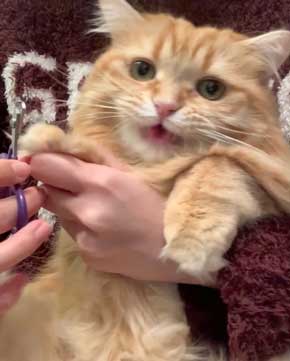 猫 ちくわ ちゅ〜る おやつ ハミ毛カット 爪切り 頑張る お利口さん
