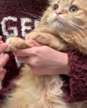 猫 ちくわ ちゅ〜る おやつ ハミ毛カット 爪切り 頑張る お利口さん
