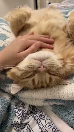 猫 ちくわ ちゅ〜る おやつ ハミ毛カット 爪切り 頑張る お利口さん