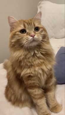 猫 ちくわ ちゅ〜る おやつ ハミ毛カット 爪切り 頑張る お利口さん