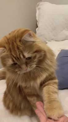 猫 ちくわ ちゅ〜る おやつ ハミ毛カット 爪切り 頑張る お利口さん