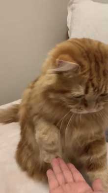 猫 ちくわ ちゅ〜る おやつ ハミ毛カット 爪切り 頑張る お利口さん
