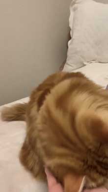 猫 ちくわ ちゅ〜る おやつ ハミ毛カット 爪切り 頑張る お利口さん