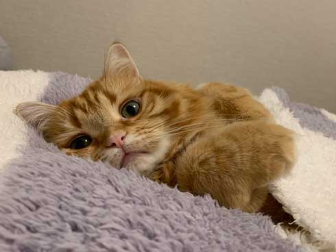 猫 ちくわ ちゅ〜る おやつ ハミ毛カット 爪切り 頑張る お利口さん