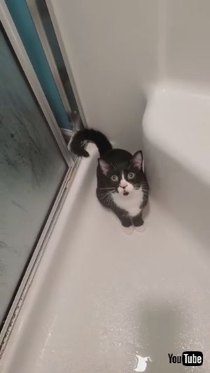 シャワー大好きネコちゃん