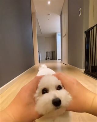 犬