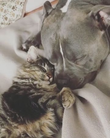 わんことネコちゃん