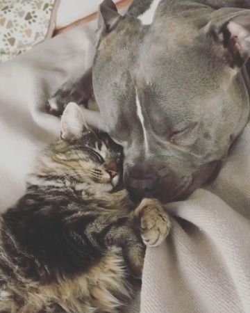 わんことネコちゃん