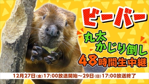 ニコ生　ビーバー丸太かじり