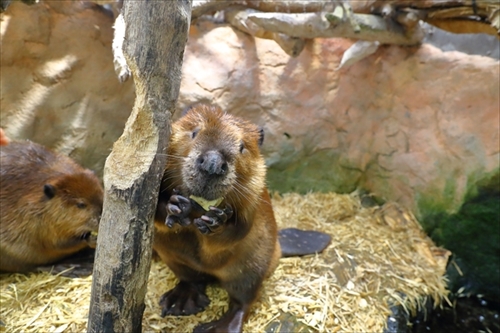 ニコ生　ビーバー丸太かじり