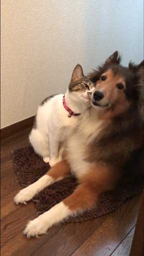 猫 犬に じゃれてる 飼い主より 懐く ラブラブ イチャイチャ すりすり 動画 大和なでしこ