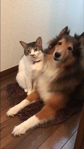 猫 犬に じゃれてる 飼い主より 懐く ラブラブ イチャイチャ すりすり 動画 大和なでしこ