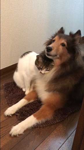 猫 犬に じゃれてる 飼い主より 懐く ラブラブ イチャイチャ すりすり 動画 大和なでしこ