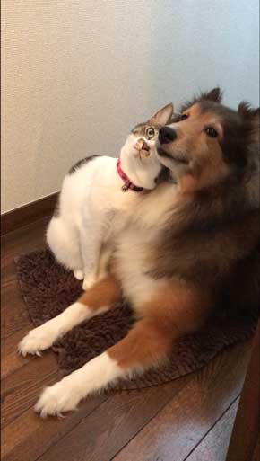 猫 犬に じゃれてる 飼い主より 懐く ラブラブ イチャイチャ すりすり 動画 大和なでしこ