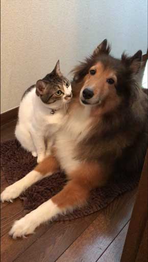 猫 犬に じゃれてる 飼い主より 懐く ラブラブ イチャイチャ すりすり 動画 大和なでしこ