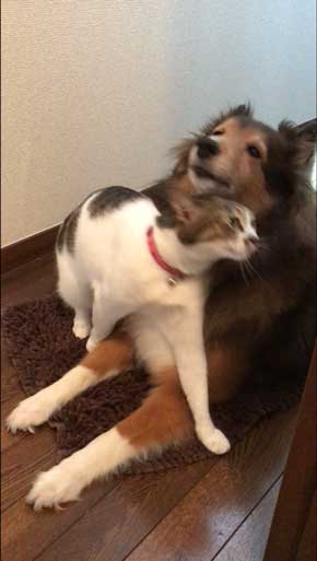 猫 犬に じゃれてる 飼い主より 懐く ラブラブ イチャイチャ すりすり 動画 大和なでしこ
