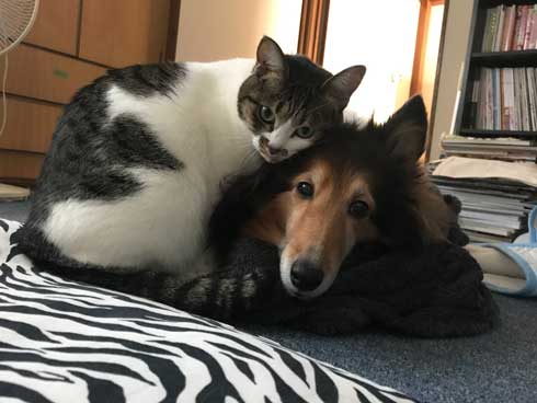 猫 犬に じゃれてる 飼い主より 懐く ラブラブ イチャイチャ すりすり 動画 大和なでしこ