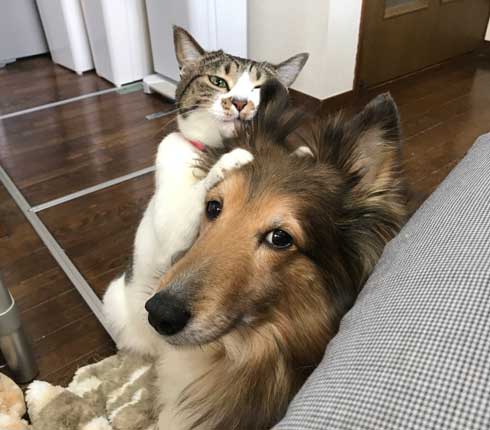 猫 犬に じゃれてる 飼い主より 懐く ラブラブ イチャイチャ すりすり 動画 大和なでしこ