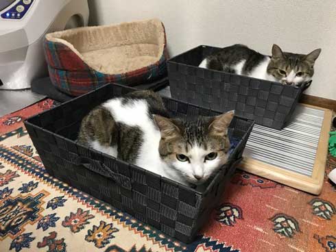 猫 犬に じゃれてる 飼い主より 懐く ラブラブ イチャイチャ すりすり 動画 大和なでしこ