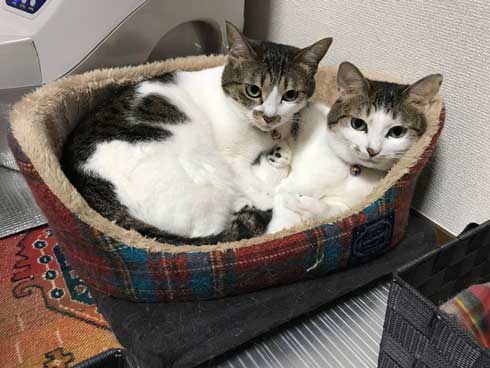 猫 犬に じゃれてる 飼い主より 懐く ラブラブ イチャイチャ すりすり 動画 大和なでしこ